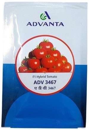 Advanta 3467 F1 Hybrid Tomato Seeds – Compact Determinate Plants, High Yield & Disease Tolerance | 8g Pack