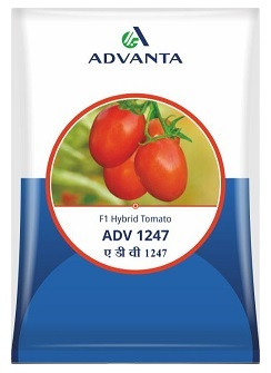 Advanta ADV 1247 F1 Hybrid Tomato Seeds – 10g | High‑Yield Red Tomato Variety