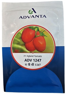 Advanta ADV 1247 F1 Hybrid Tomato Seeds – 10g | High‑Yield Red Tomato Variety