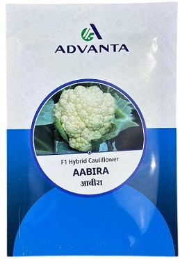 Advanta AABIRA F1 Hybrid Cauliflower Seeds – High‑Yield, Early Maturity Variety (10g)