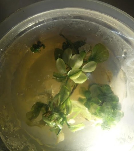 Anubias Snowflake