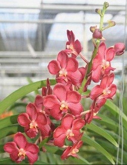 Ascocenda Orchid Plants AMB1052