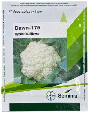 Bayer Seminis DAWN 175 Hybrid Cauliflower Seeds – Early Maturity Tropical White Curd (10 gm)