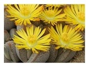 Dinteranthus Microspermus Succulent Plants