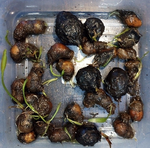 Dwarf Lily Aponogeton Natans Bulb