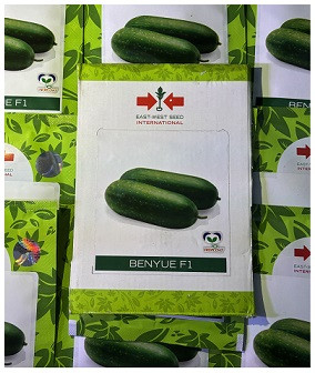 East West Benyue F1 Wax Gourd Hybrid Seeds – Cylindrical High-Yield Variety (100gm)
