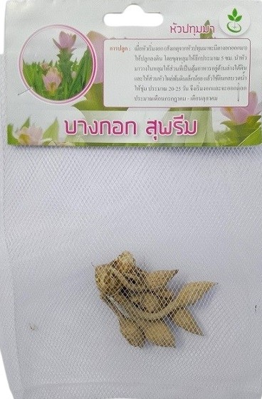 Dynamic Seeds Bangkok Ruby Curcuma Big Bulb