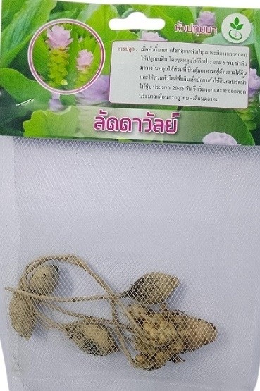 Dynamic Seeds Laddawan Curcuma Big Bulb