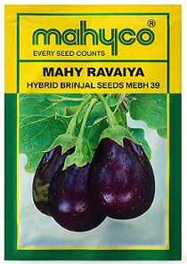 Mahyco Mahy Ravaiya Hybrid Brinjal Seeds – 20g | High‑Yield Purple Eggplant Variety