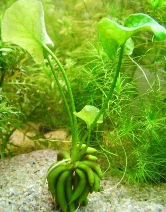 Nymphoides Aquatica Banana Plant