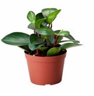 Peperomia Orba Succulent Plants