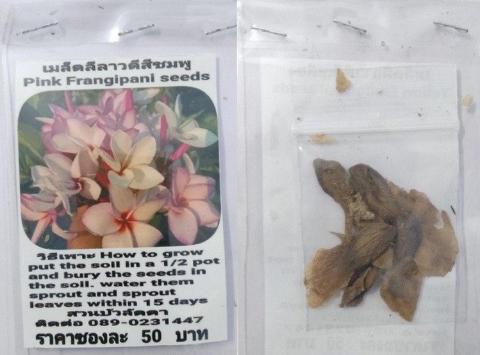 Pink Plumeria Frangipani Kathalichapa Seeds