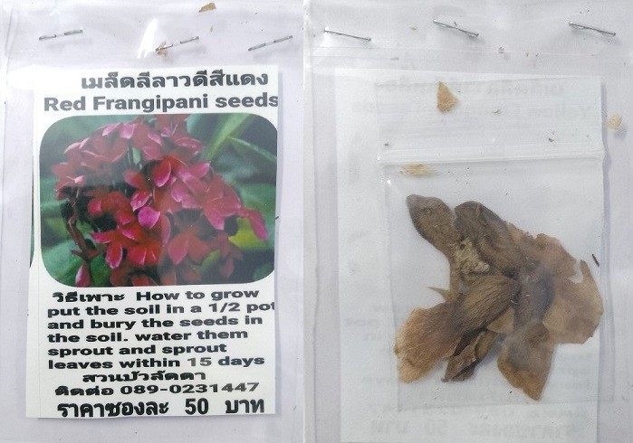 Red Plumeria Frangipani Kathalichapa Seeds