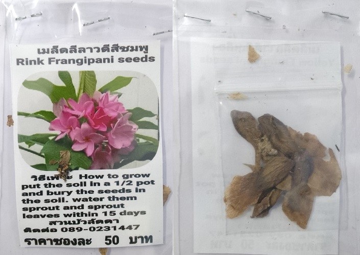Rink Plumeria Frangipani Kathalichapa Seeds