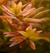 Rotala Rotundifolia Pink 