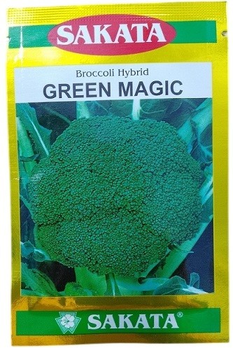 Sakata Japan Green Magic Hybrid Broccoli Seeds – Premium F1 Variety for Summer-to-Fall Cultivation