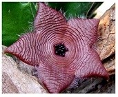 Stapelia Clavicorona Succulent Plants