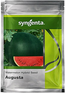 Syngenta Augusta Hybrid Watermelon Seeds – 800 Seeds Pack | High‑Yield Red Flesh Watermelon Variety