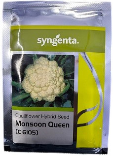 Syngenta C6105 Monsoon Queen Hybrid Cauliflower Seed – Creamy White Curd with Uniform Maturity for All-Season Farming (8.9 gm / 44.5 gm Packs)