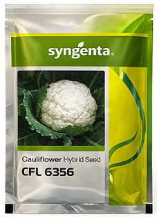 Syngenta CFL 6356 Hybrid Cauliflower Seeds – 2000 Seeds | High‑Yield White Head Variety
