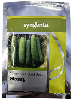Syngenta Glossy Hybrid Cucumber Seeds – 700 Seeds Pack | High‑Yield Green Cucumber Variety