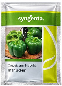 Syngenta Intruder Hybrid Capsicum Seeds – 1000 Seeds | High‑Yield Green Bell Pepper Variety