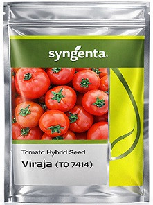 Syngenta Viraja (TO 7414) Hybrid Tomato Seeds – 3000 Seeds | High‑Yield Red Tomato Variety