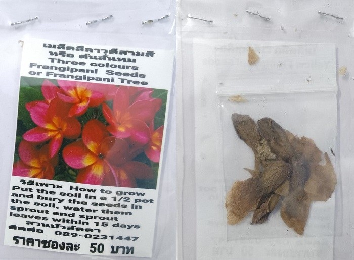 Three Colours Plumeria Frangipani Kathalichapa Seeds