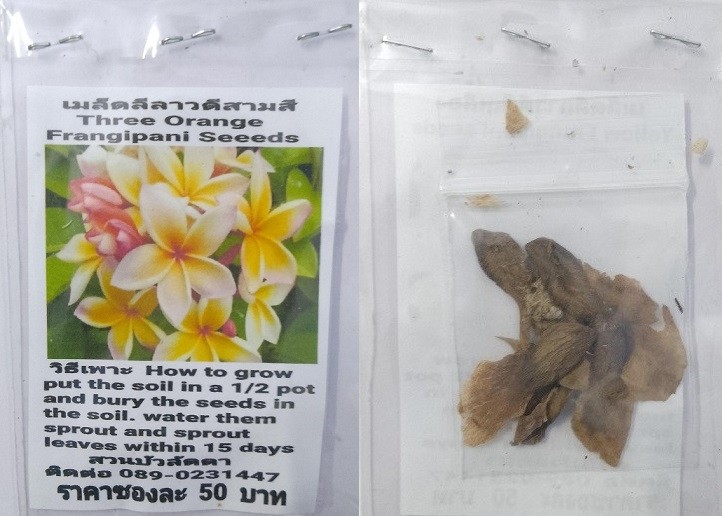 Three Orange Plumeria Frangipani Kathalichapa Seeds