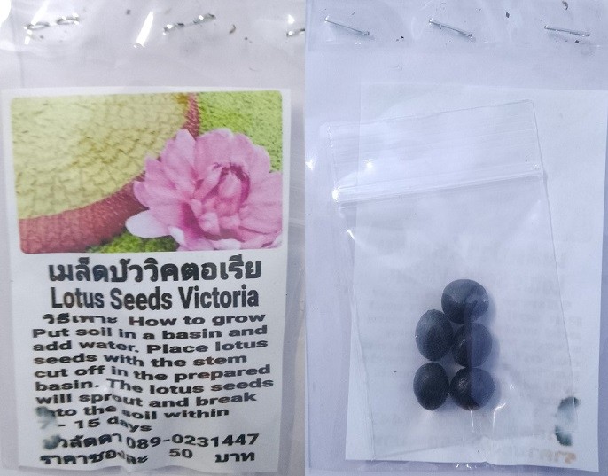 Pink Victoria Dwarf Lotus Seeds
