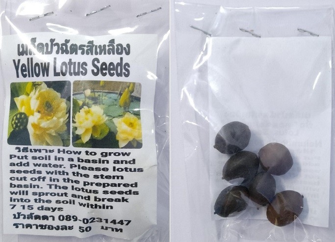 Yellow Dwarf Lotus Seeds