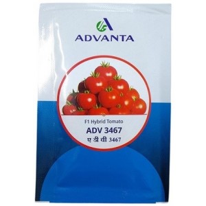 Advanta 3467 F1 Hybrid Tomato Seeds – Compact Determinate Plants, High Yield & Disease Tolerance | 8g Pack