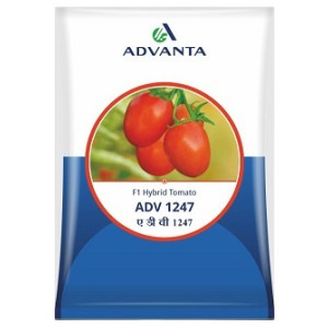 Advanta ADV 1247 F1 Hybrid Tomato Seeds – 10g | High‑Yield Red Tomato Variety