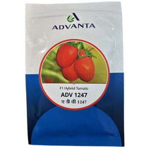 Advanta ADV 1247 F1 Hybrid Tomato Seeds – 10g | High‑Yield Red Tomato Variety