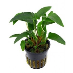 Anubias Grasilis