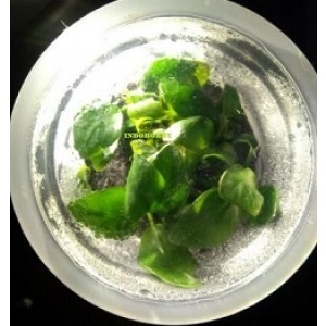 Anubias Nana 