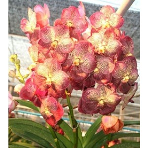 Ascocenda Orchid Plants AMB1061