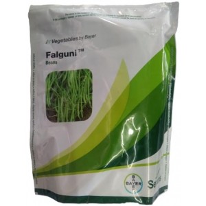 BAYER Seminis FALGUNI Beans Hybrid Seed