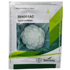 BAYER Seminis SV4051AC Hybrid Cauliflower Seeds