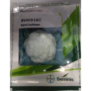 BAYER Seminis SV4051AC Hybrid Cauliflower Seeds