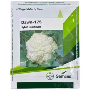 Bayer Seminis DAWN 175 Hybrid Cauliflower Seeds – Early Maturity Tropical White Curd (10 gm)