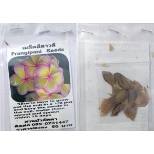 Bi Colour Plumeria Frangipani Kathalichapa Seeds