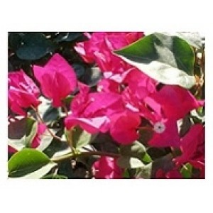 Bougainvillea Pink Flowering Plants