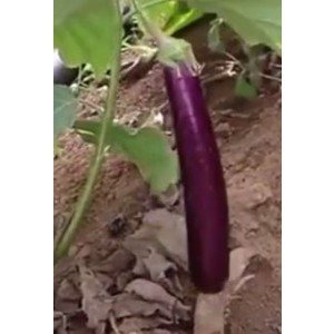 Brinjal Long Purple Seeds