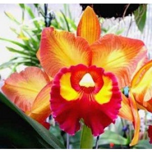 Cattleya Orchids Plants CMB1115
