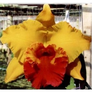 Cattleya Orchids Plants CMB1117