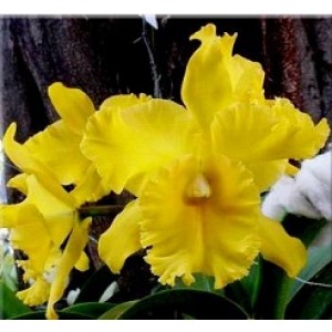 Cattleya Orchids Plants CMB1118