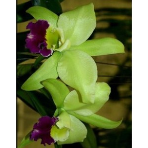 Cattleya Orchids Plants CMB1124
