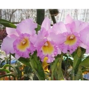 Cattleya Orchids Plants CMB1130