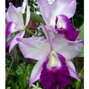 Cattleya Orchids Plants CMB1137